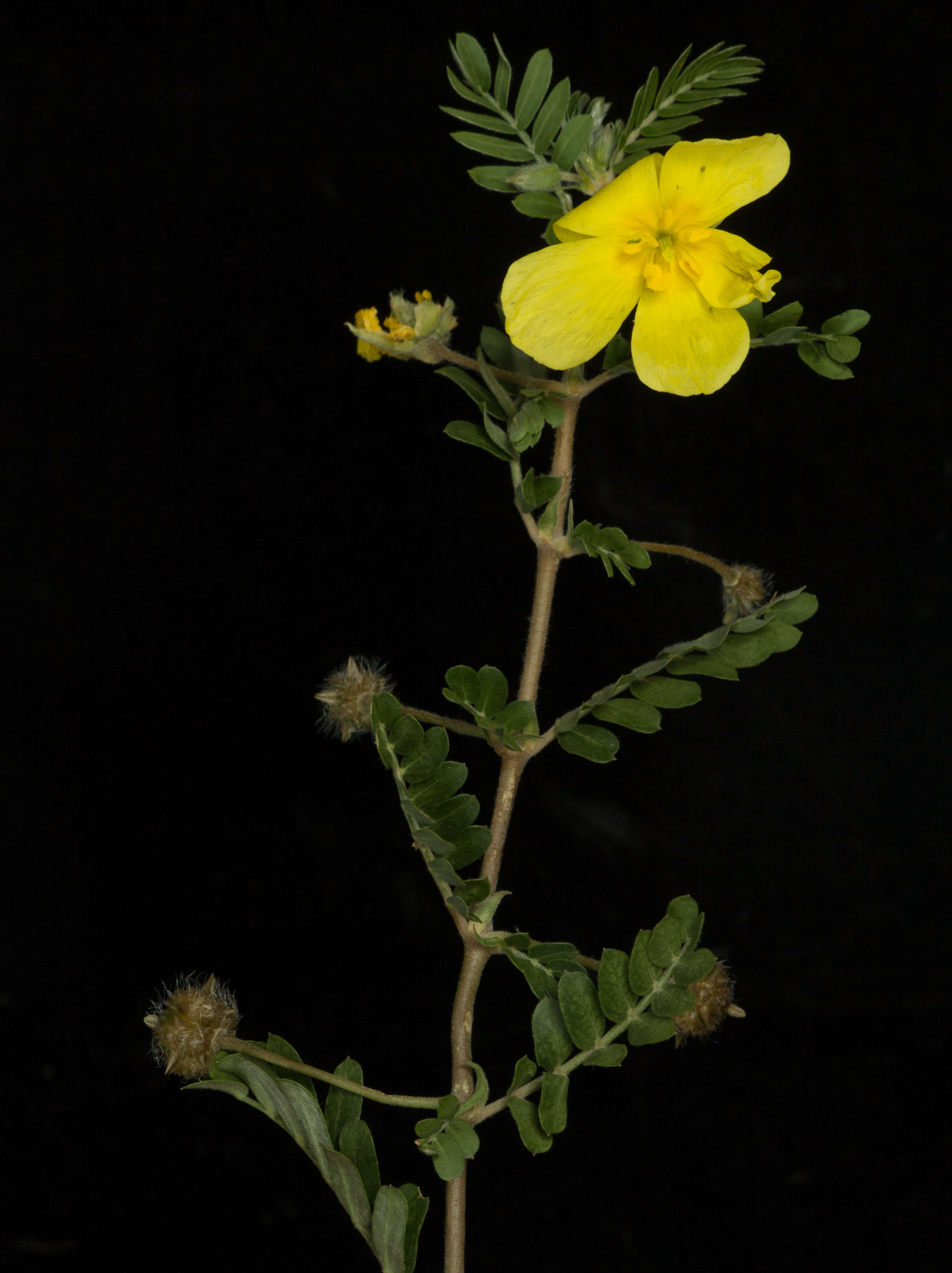 Image de Tribulus cistoides L.