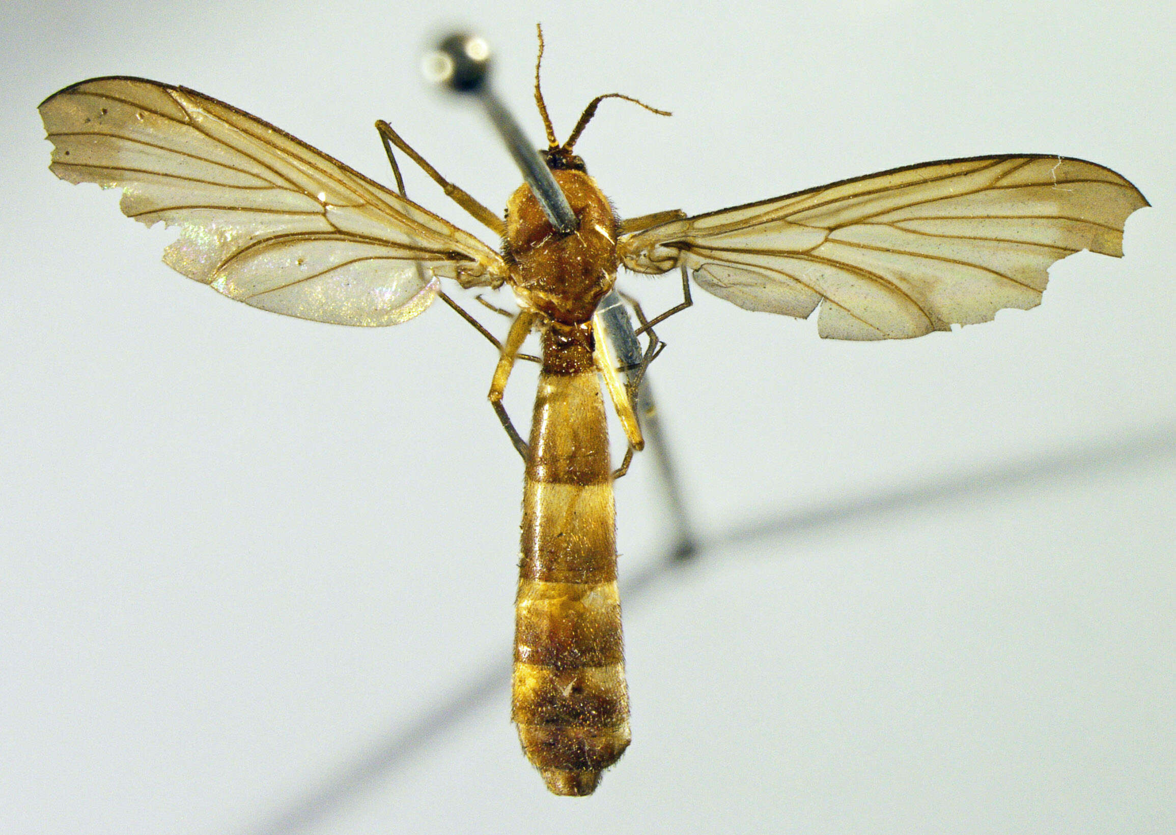 Image of Platyura fasciata Meigen 1804