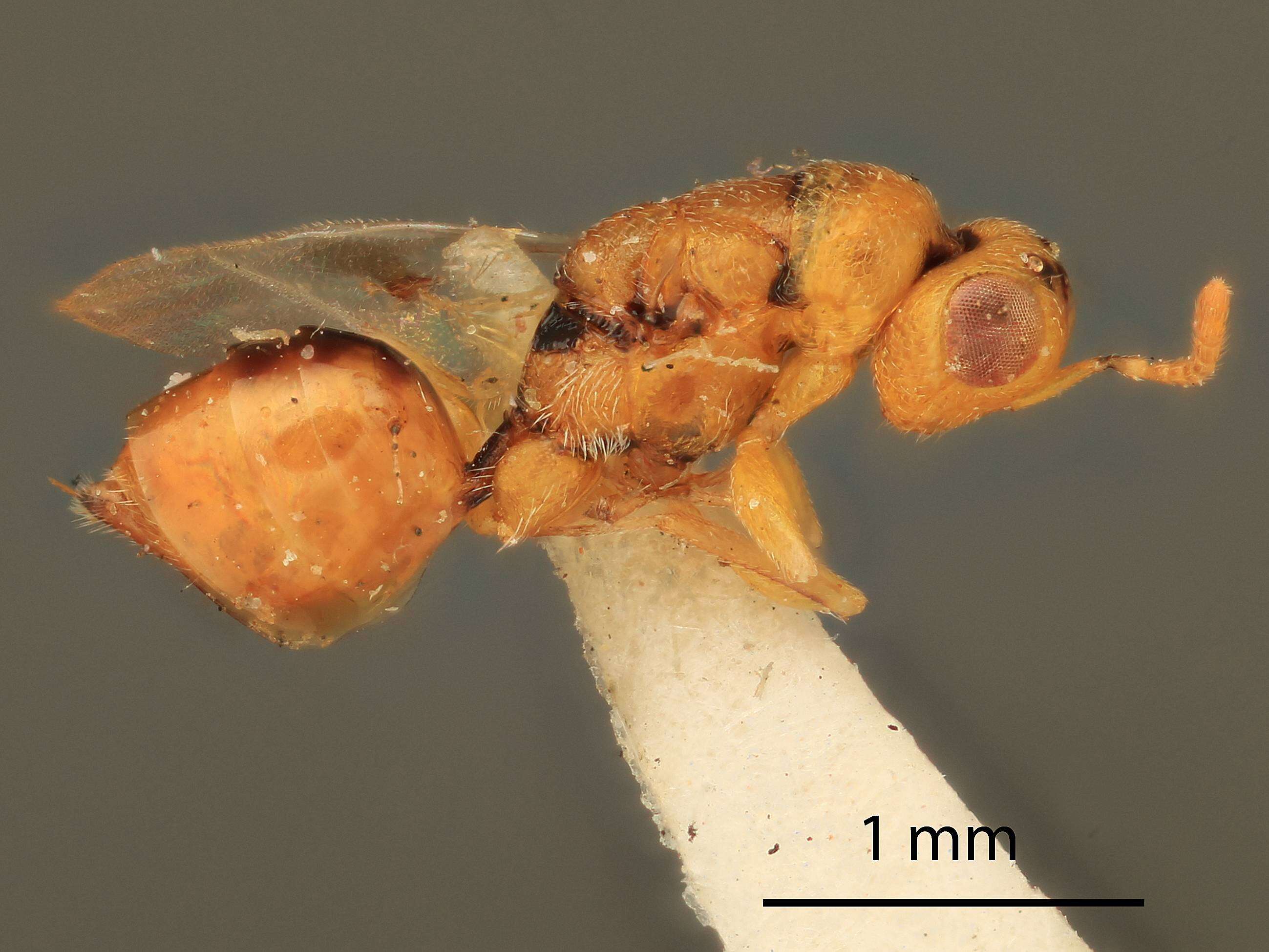 Image of Sycophila mellea (Curtis 1831)