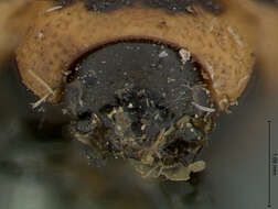 Image of Calligrapha (Bidensomela) californica Linell 1896