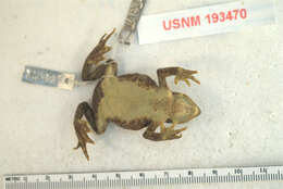 Image of Arthur's Stubfoot Toad
