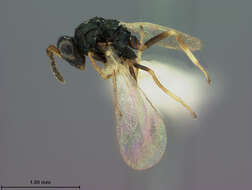 Image of Galeopsomyia haemon (Walker 1847)