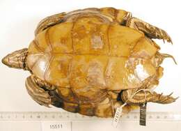 Image of Ringed Map Turtle