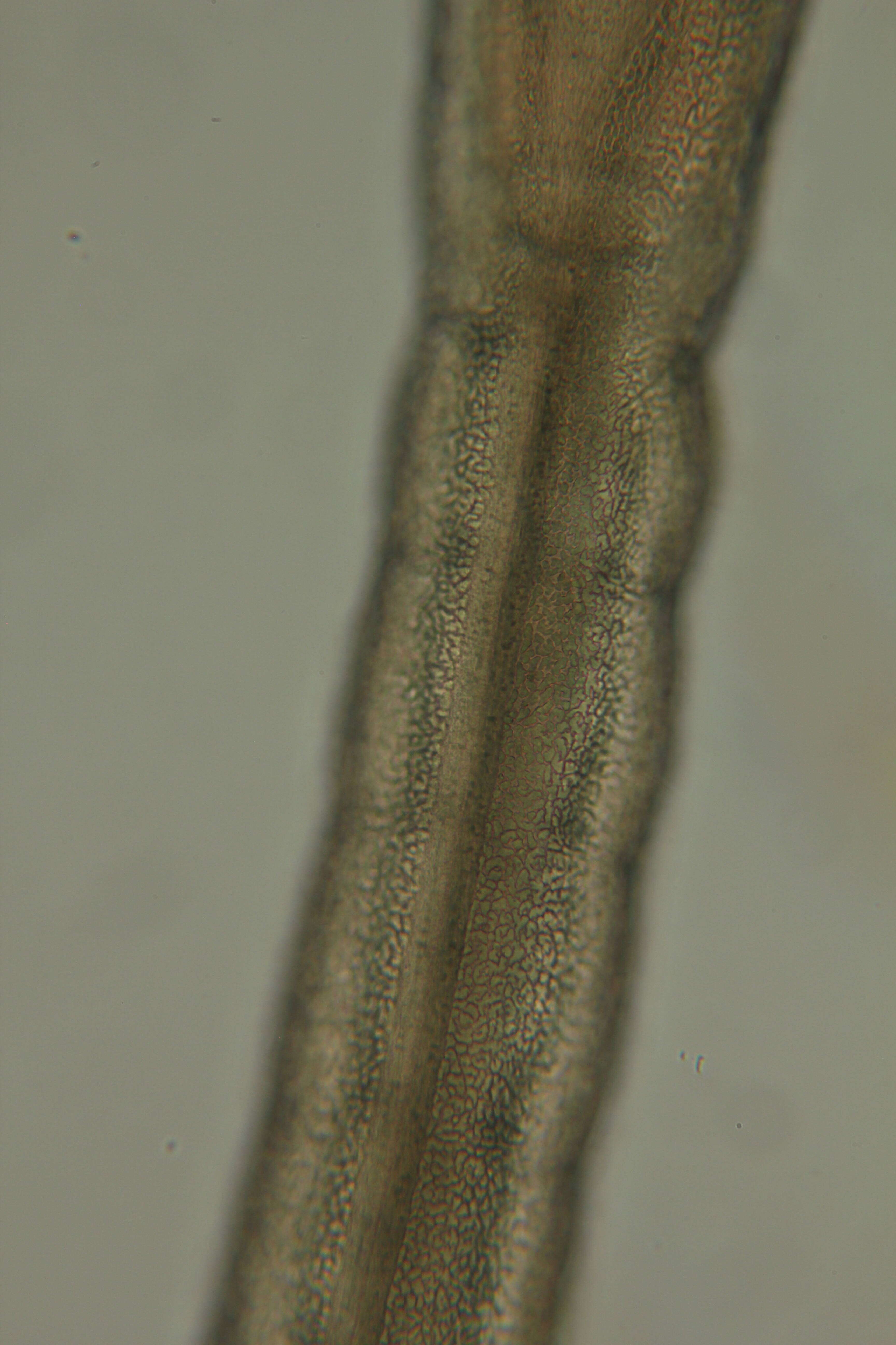 Слика од Megadrilus Martinez, Di Domenico, Rouse & Worsaae 2015