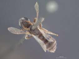 Image of Halictus