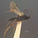 Image of Orgilus utahensis Muesebeck 1970