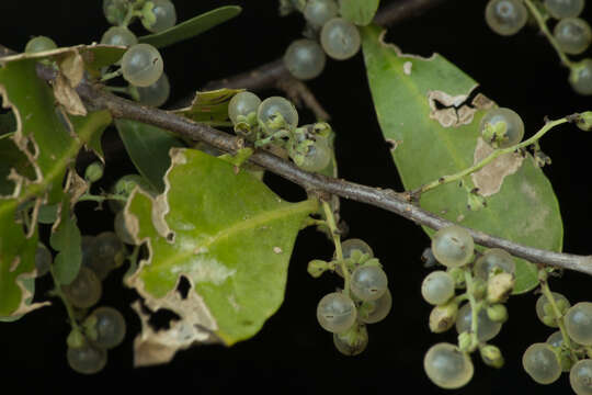 Image of Achatocarpus oaxacanus Standl.