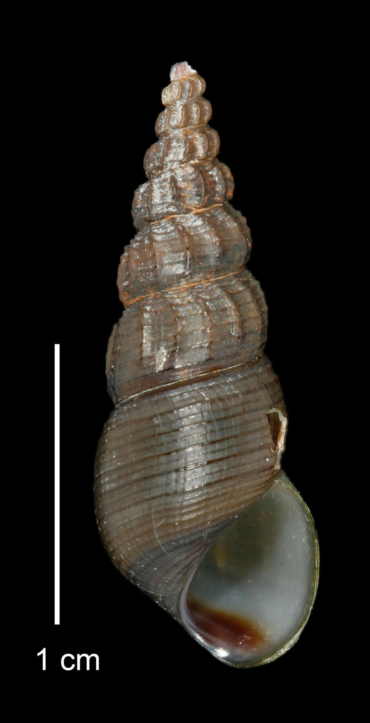 Image of Juga plicifera (I. Lea 1838)