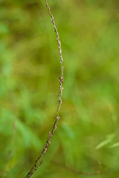 Glyceria melicaria (Michx.) F. T. Hubb. resmi