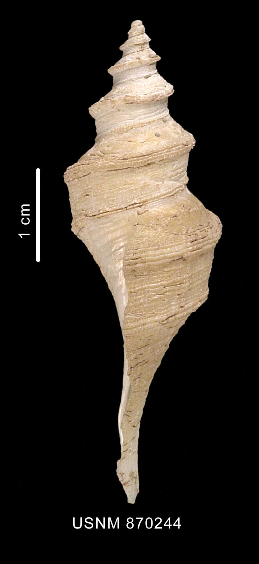 Plancia ëd Aforia magnifica (Strebel 1908)