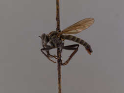 Image of Lasiopogon fumipennis Melander 1923
