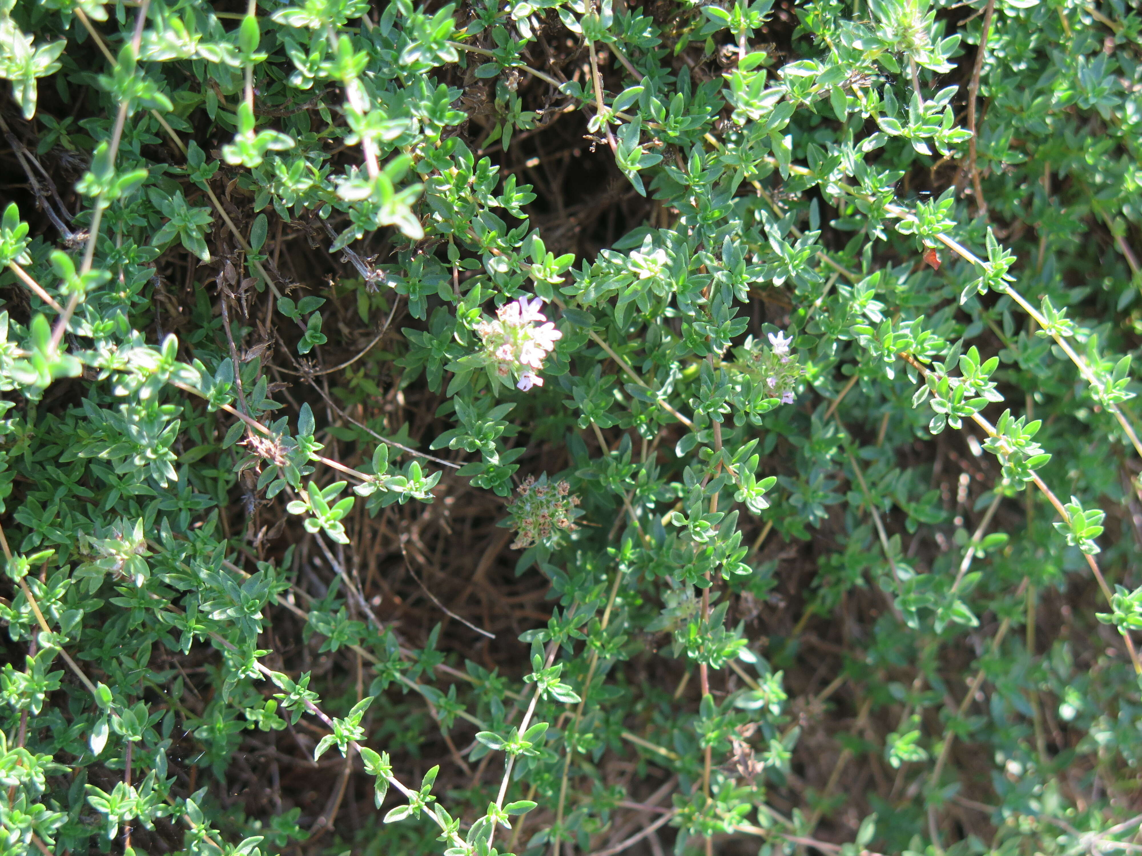 Image of breckland thyme