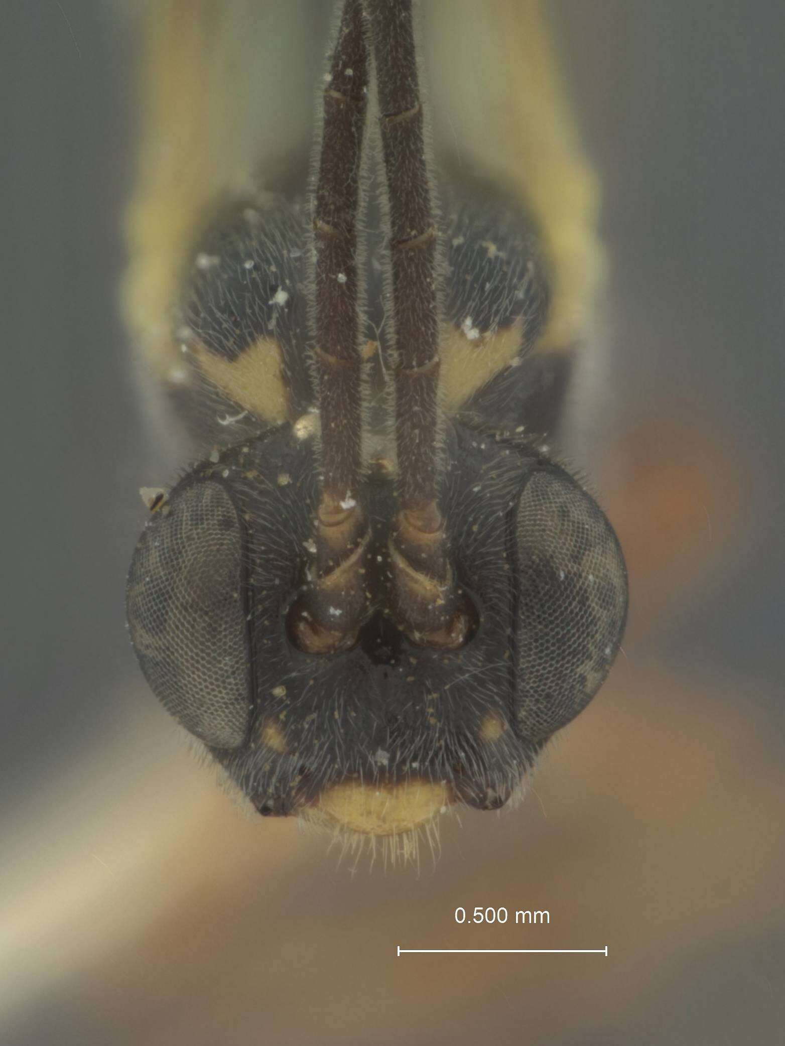 Image of Pimplopterus