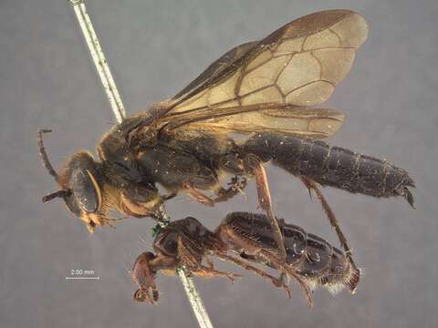 Image of Zaspilothynnus Ashmead 1903