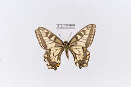 Image of Hudsonian Old World Swallowtail