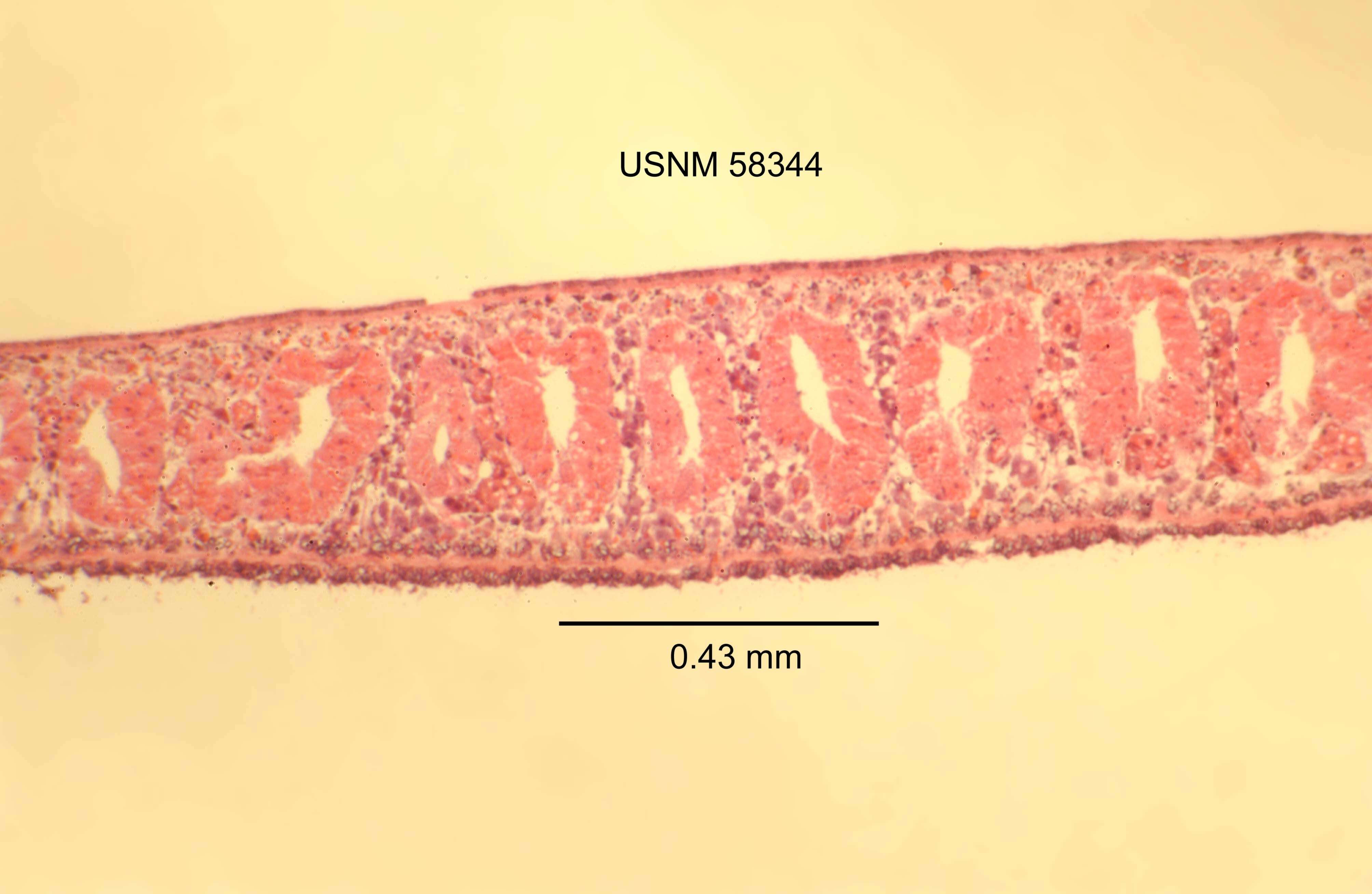 Image of Planaria dactyligera Kenk 1935