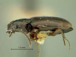 Plancia ëd Bembidion (Trepanedoris) connivens (Le Conte 1852)