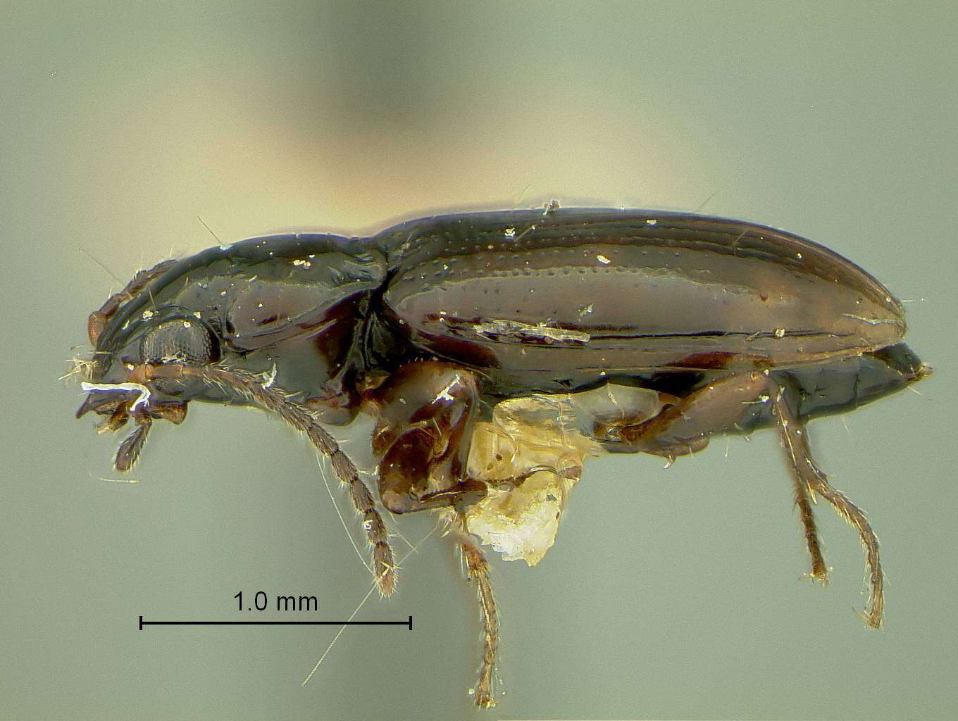 Image of Bembidion (Trepanedoris) connivens (Le Conte 1852)