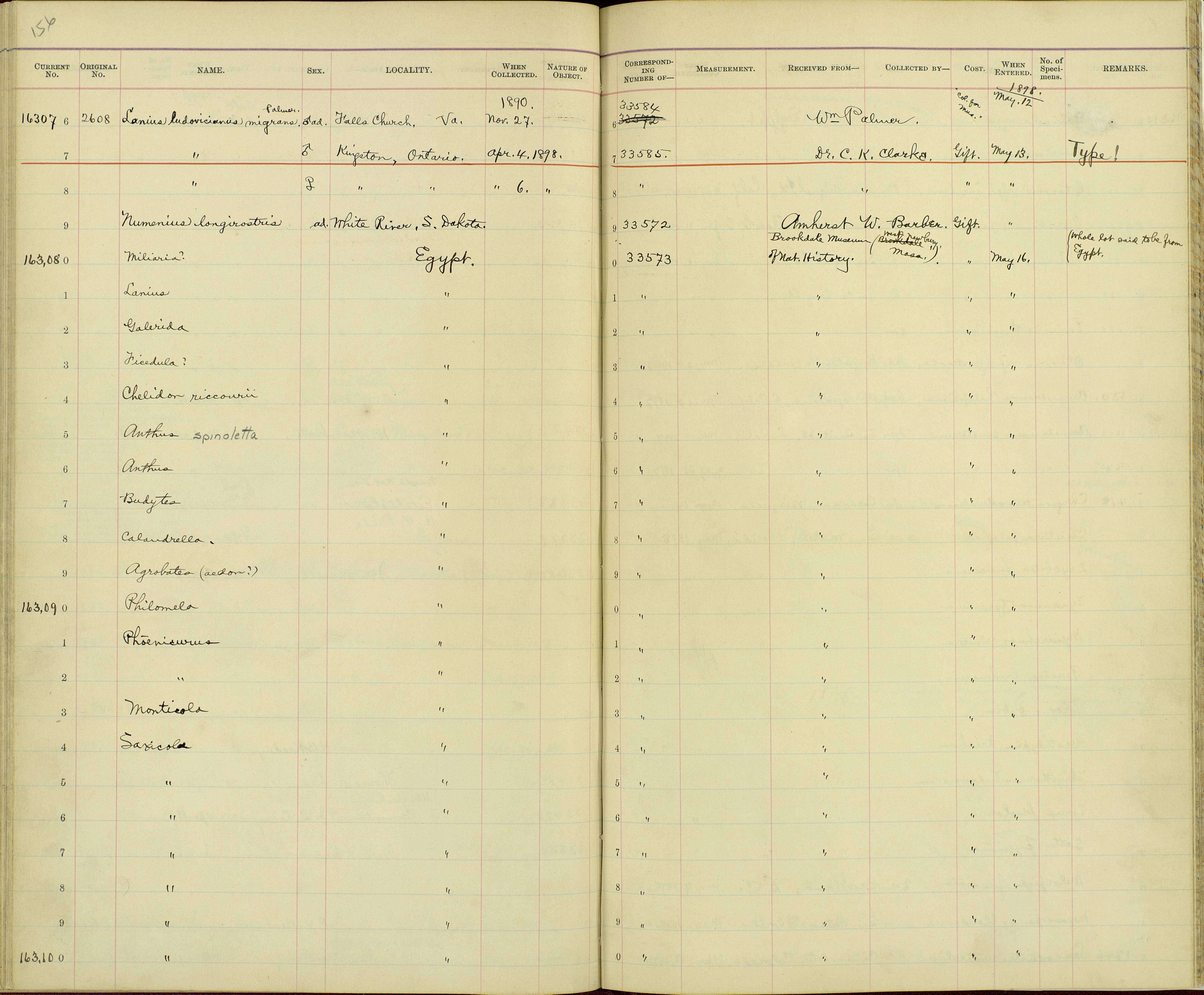 Слика од Lanius ludovicianus migrans Palmer & W 1898