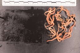 Image of Ophiothrix subgen. Ophiothrix