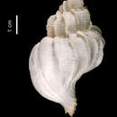 Image of Trophonella eversoni (Houart 1997)