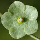 Sivun Matelea variifolia (Schltr.) R. E. Woodson kuva