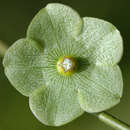 صورة Matelea variifolia (Schltr.) R. E. Woodson