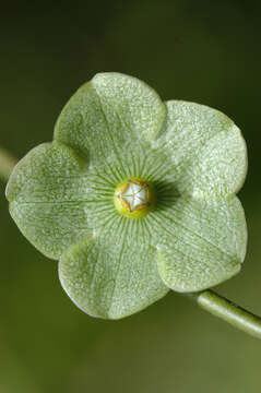 Sivun Matelea variifolia (Schltr.) R. E. Woodson kuva