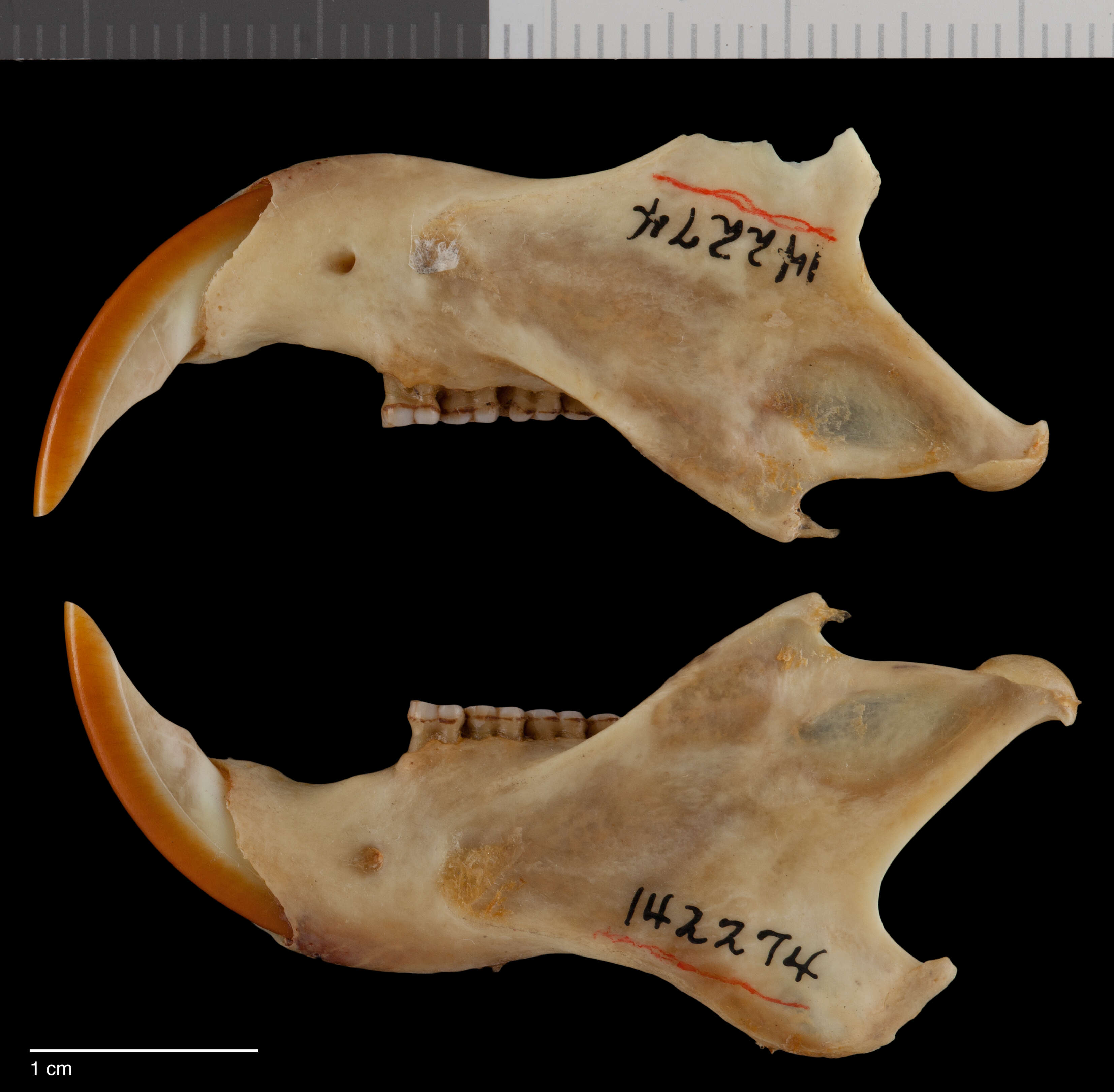 Sundasciurus hippurus borneensis (Gray 1867) resmi