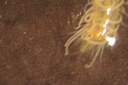 Image of Trypanosyllis subgen. Trypanosyllis
