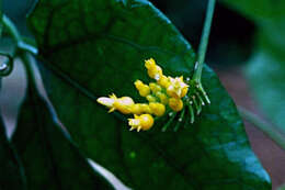 Image of Gurania bignoniacea (Poepp. & Endl.) C. Jeffrey