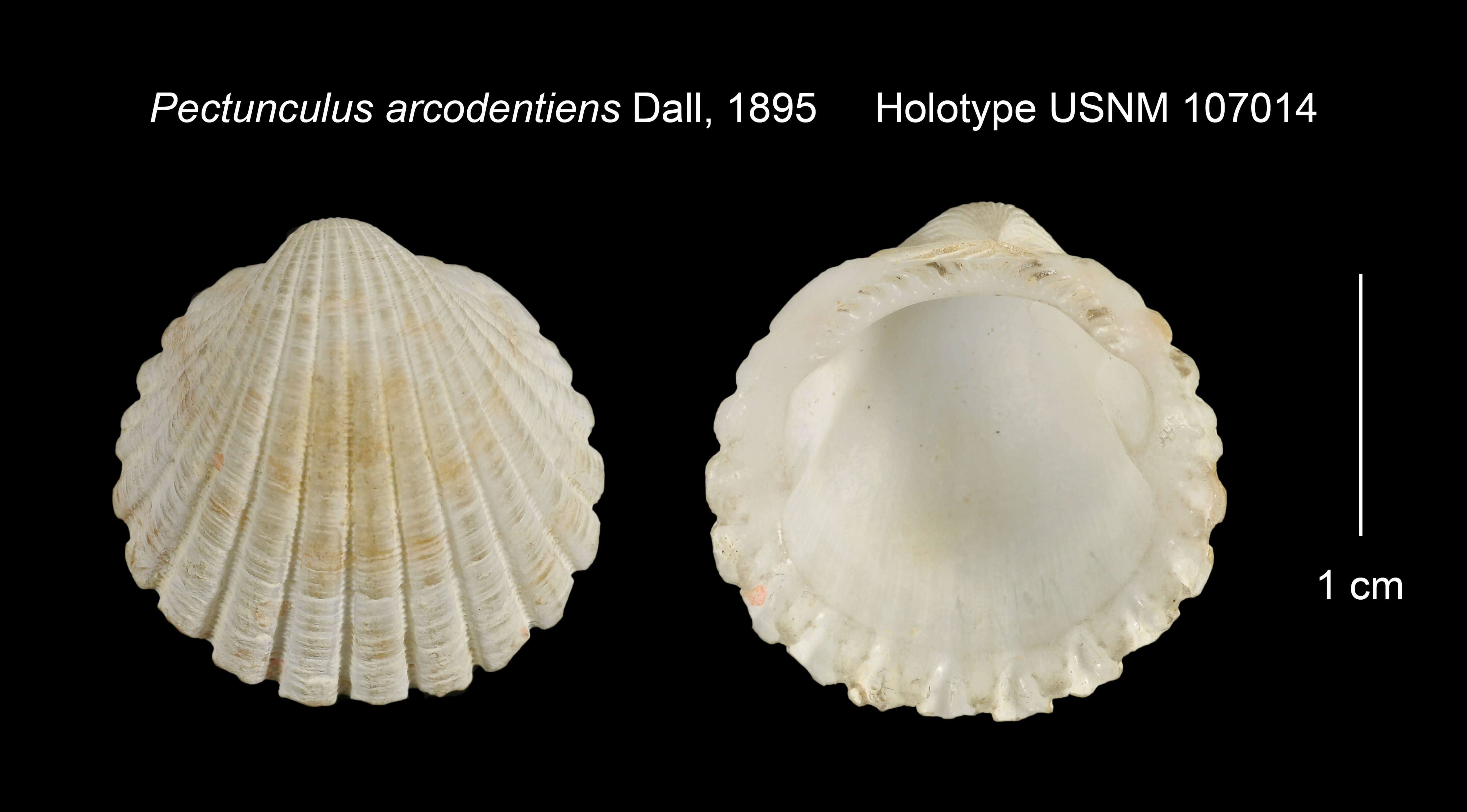 Image of Pectunculus arcodentiens Dall 1895