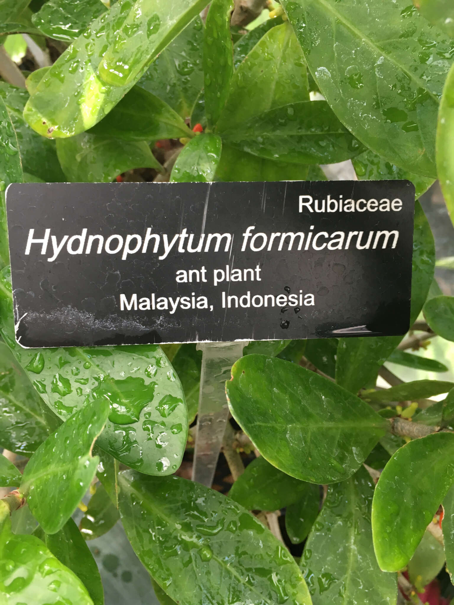 Image of Hydnophytum formicarum Jack