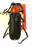 Image of Batyle ignicollis oblonga Casey 1912