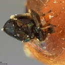 Image of Encyrtus megourae Ashmead 1887