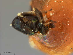 Image of Encyrtus megourae Ashmead 1887