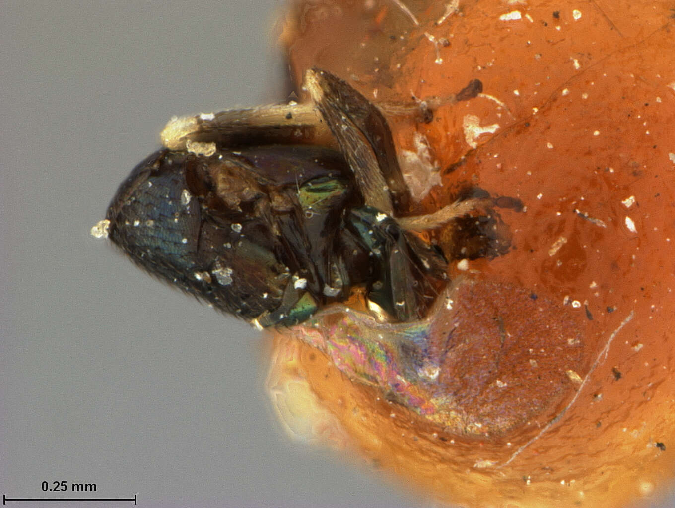 Image of Encyrtus megourae Ashmead 1887
