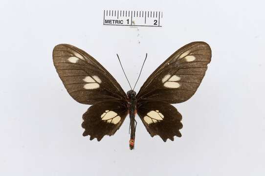 Image of Parides chabrias (Hewitson 1852)