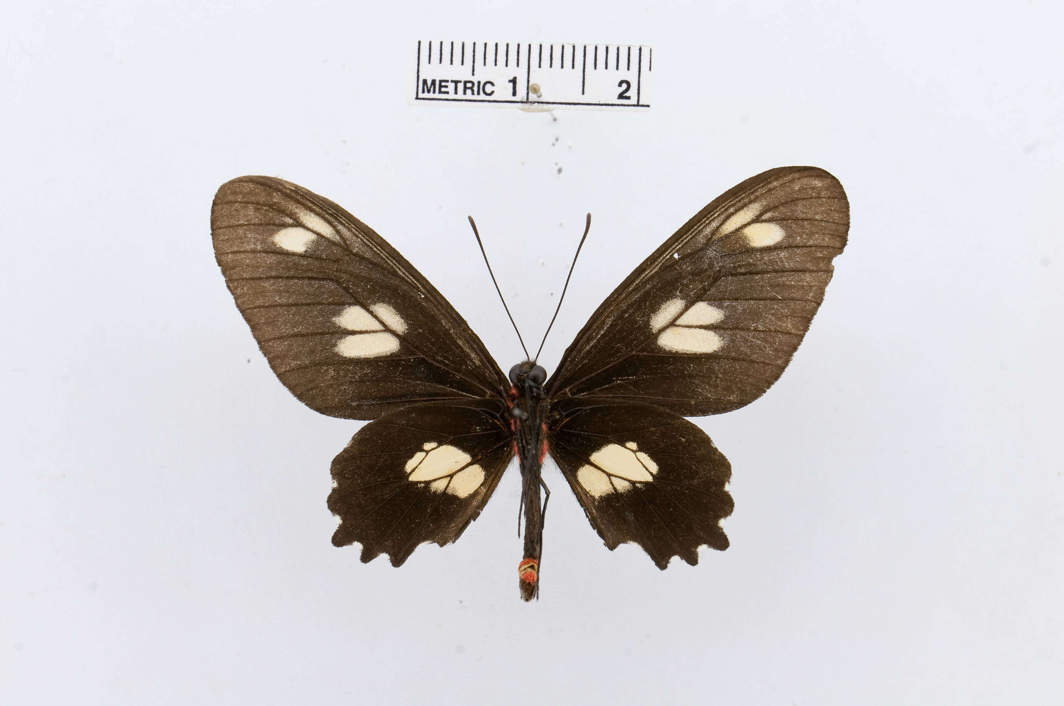 Image of Parides chabrias (Hewitson 1852)