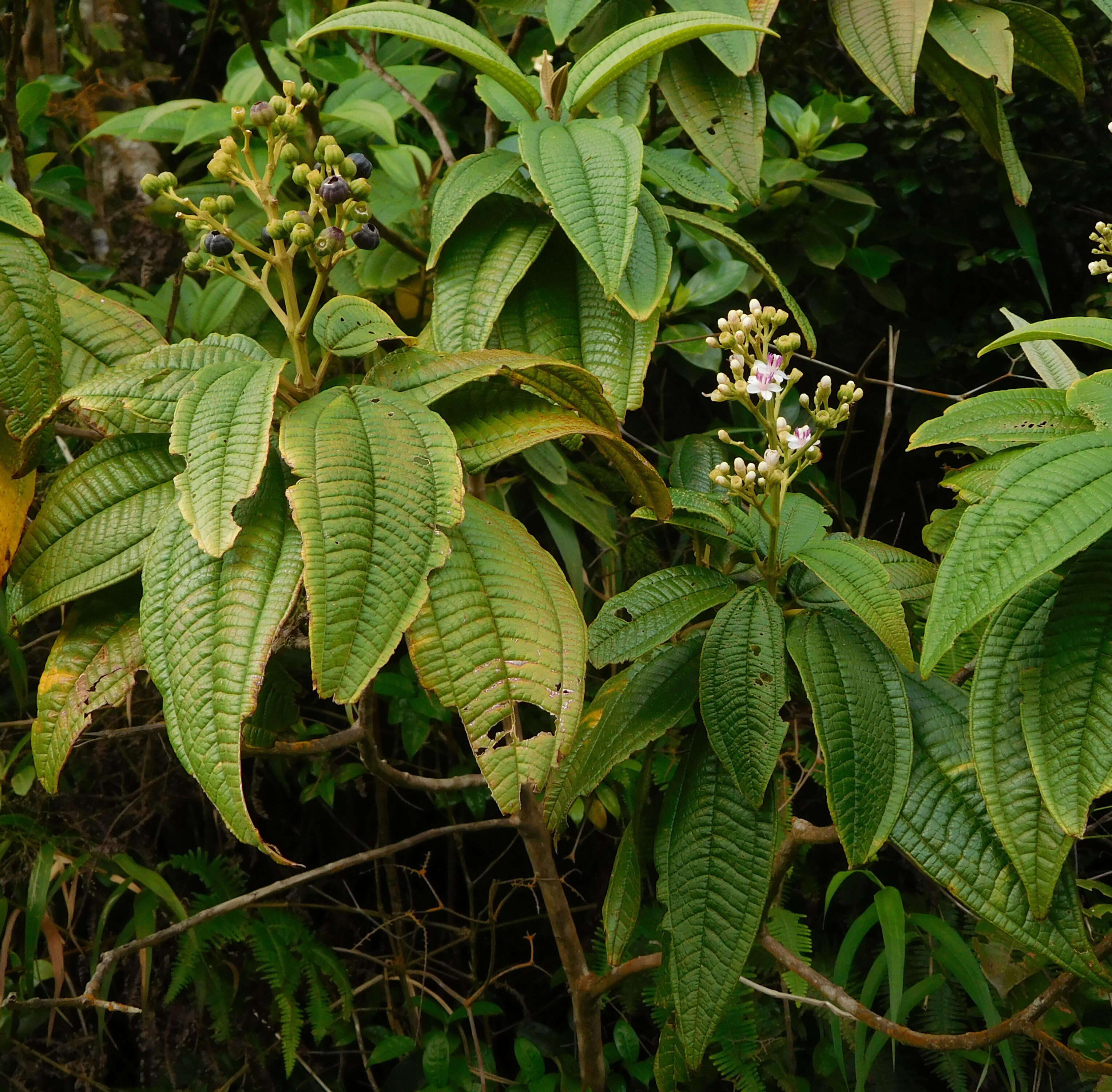 Miconia andersonii Fawc. & Rendle的圖片