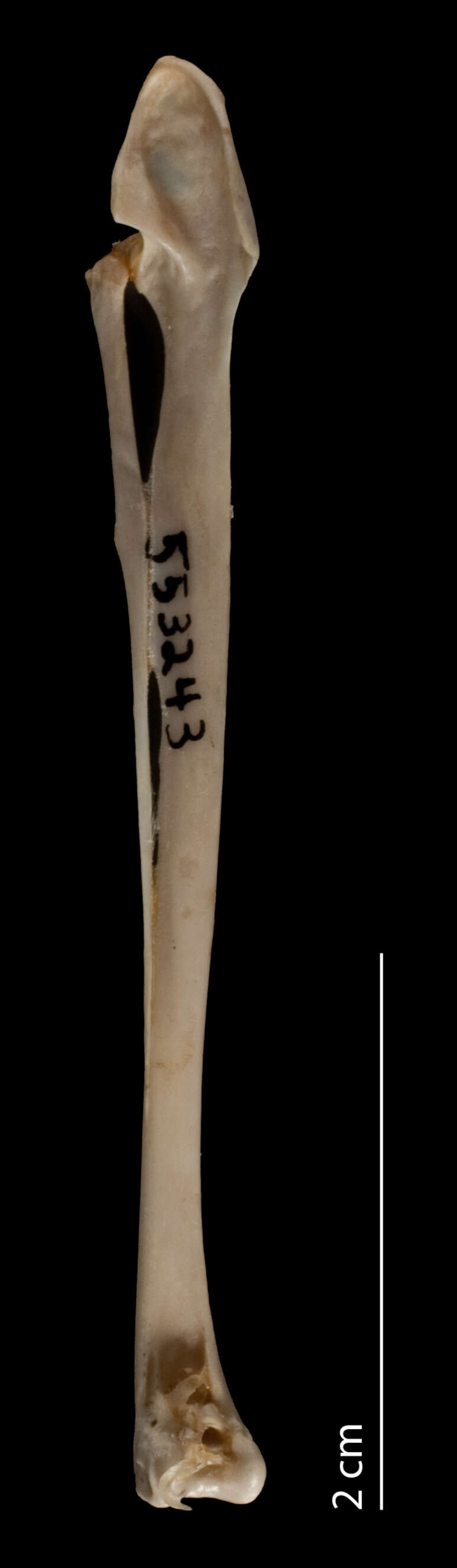 Image of Pelecanoides urinator (Gmelin 1789)
