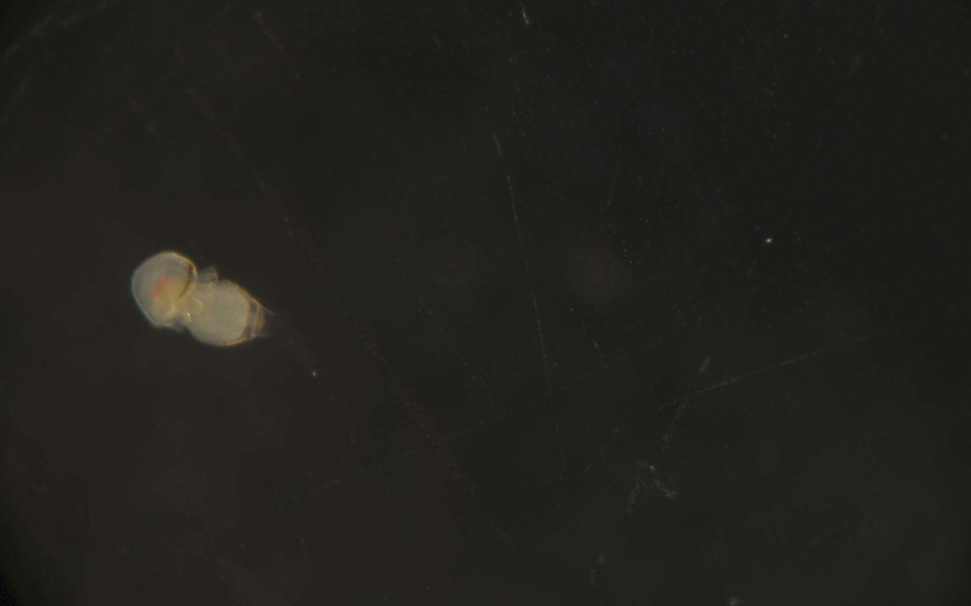 Image of Phoronidae