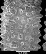 Image of Endocyathopora laticostata Cairns 1989