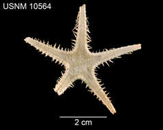 Image of Notomyotida