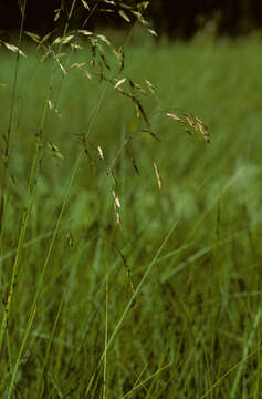 Image of Poa hachadoensis var. hachadoensis