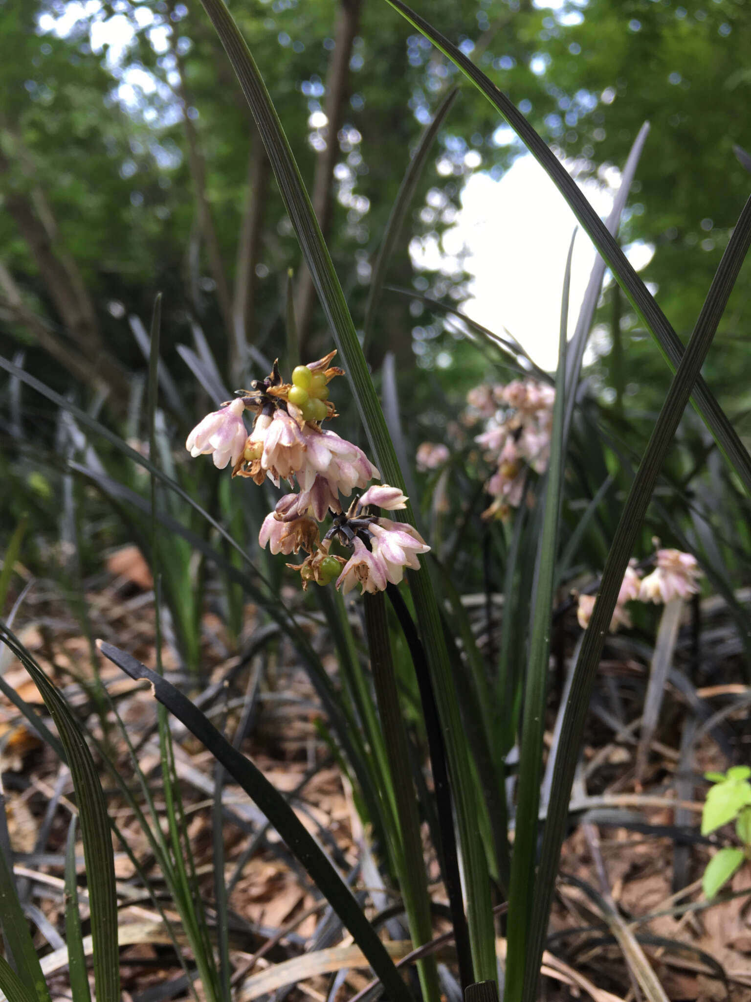 Image of Ophiopogon planiscapus Nakai