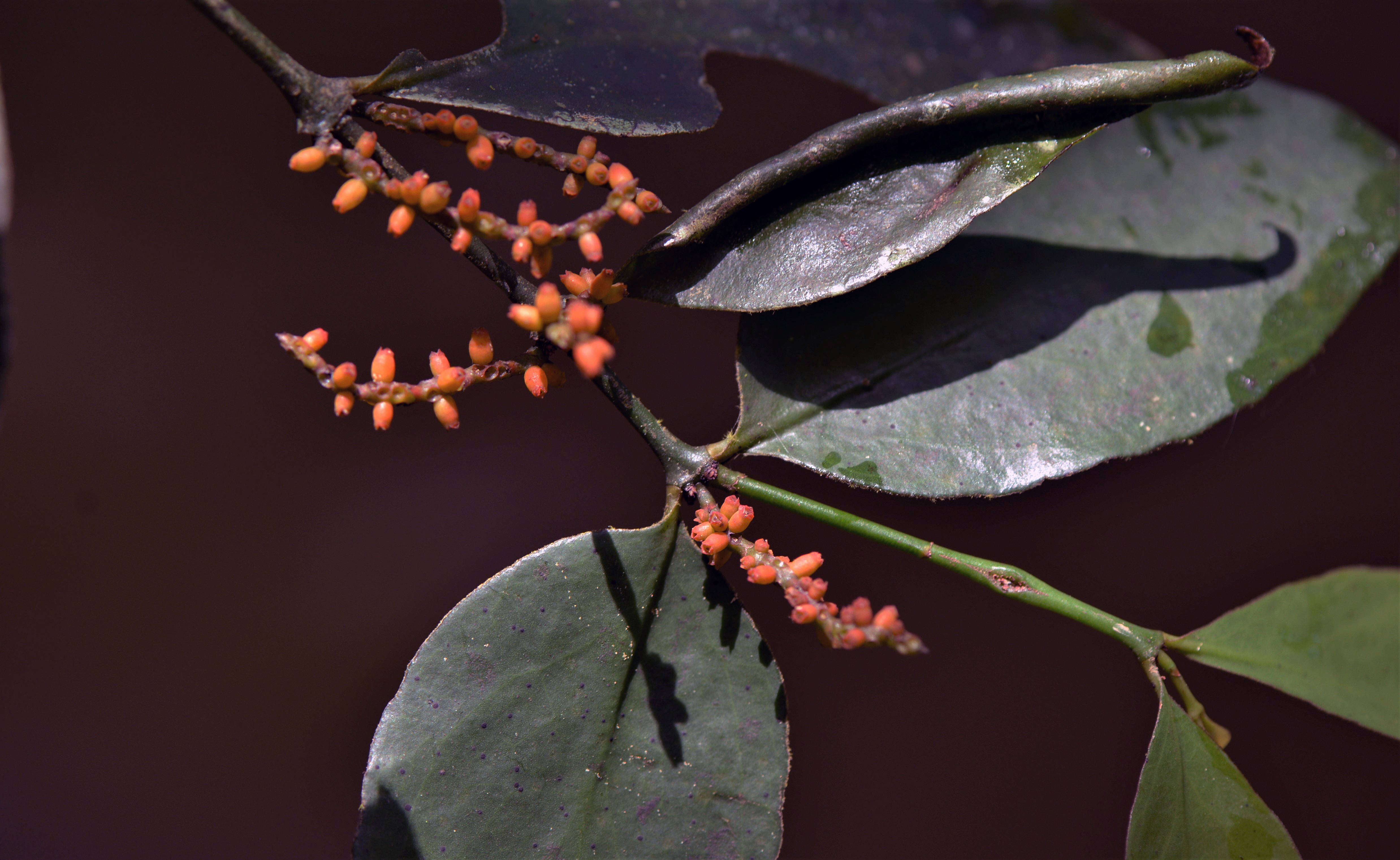 Image of Loranthaceae