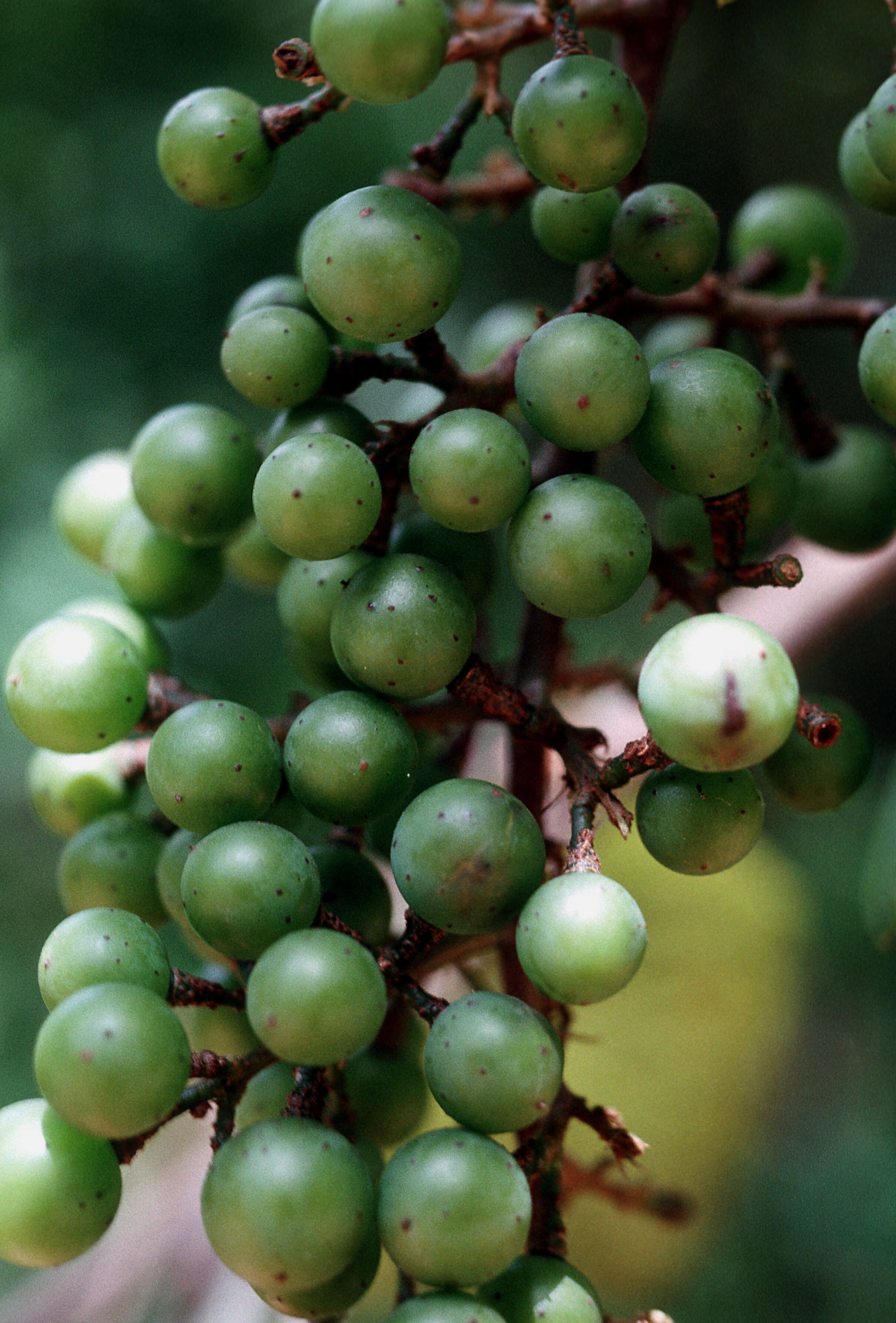 Image of West Indian grape