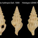 Image of Mangelia halitropis Dall 1889