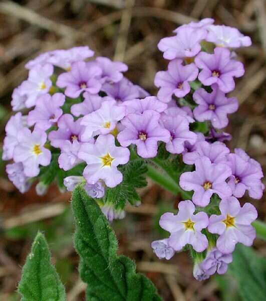 Image of clasping heliotrope
